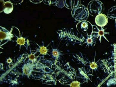 Phytoplankton and Cyanobacteria  Lake Champlain Ecosystem Assessment